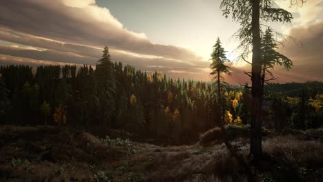 Sonnenlicht-Im-Wald-Bei-Sonnenuntergang